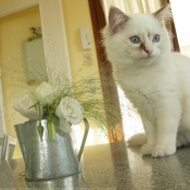 Photo de Ragdoll