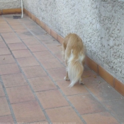 Photo de Chihuahua  poil long