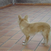 Photo de Chihuahua  poil long