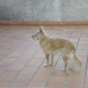 Photo de Chihuahua  poil long