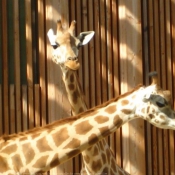 Photo de Girafe