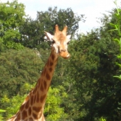 Photo de Girafe