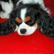 Photo de Cavalier king charles spaniel