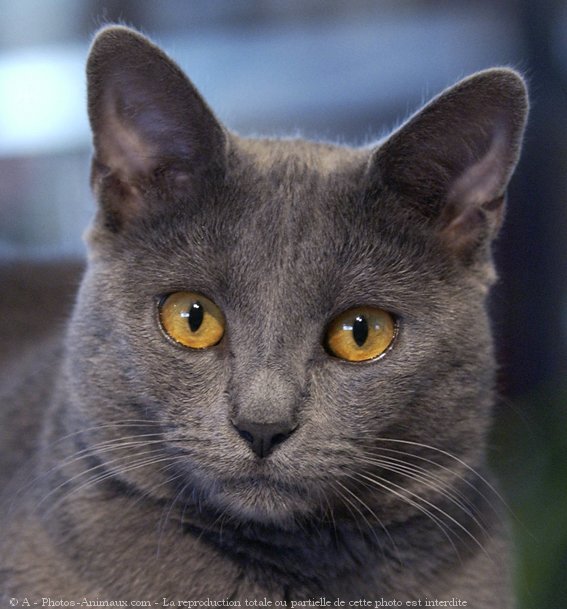 Photo de Chartreux