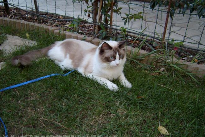 Photo de Ragdoll