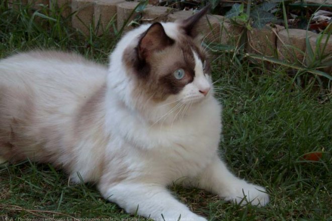 Photo de Ragdoll