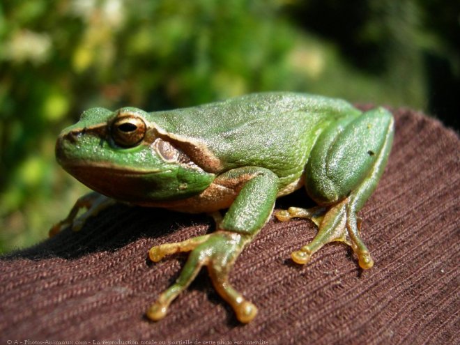 Photo de Grenouille - rainette