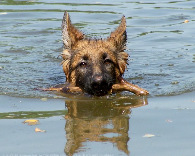 Photo de Berger allemand  poil court