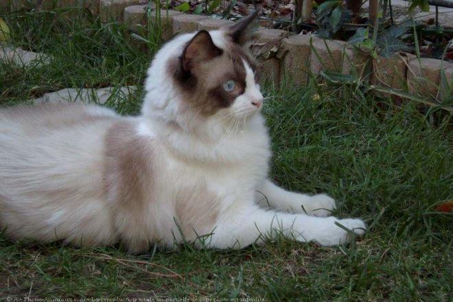 Photo de Ragdoll