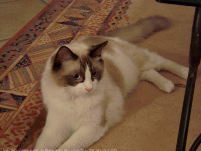 Photo de Ragdoll