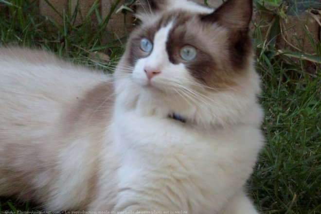 Photo de Ragdoll