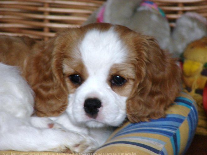 Photo de Cavalier king charles spaniel