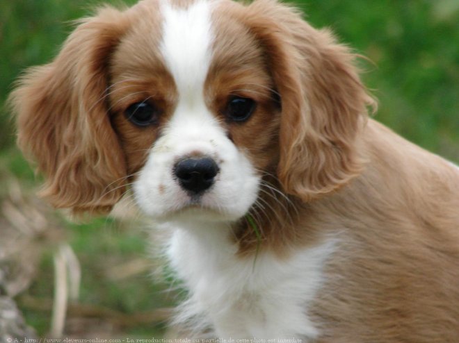 Photo de Cavalier king charles spaniel