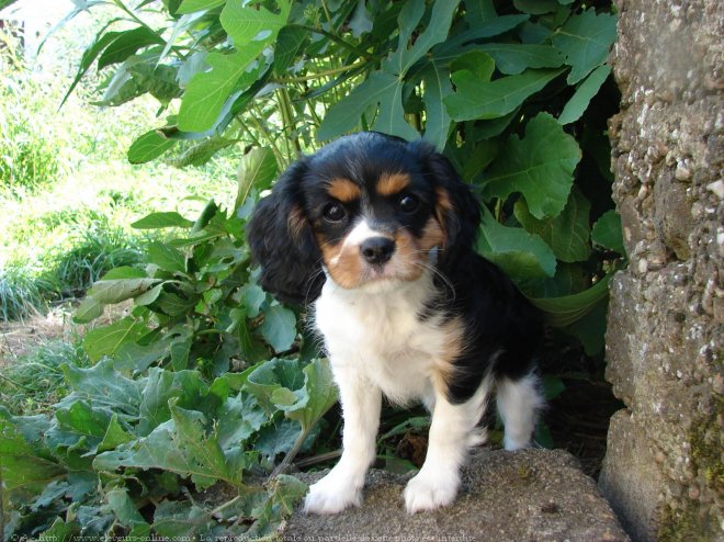 Photo de Cavalier king charles spaniel