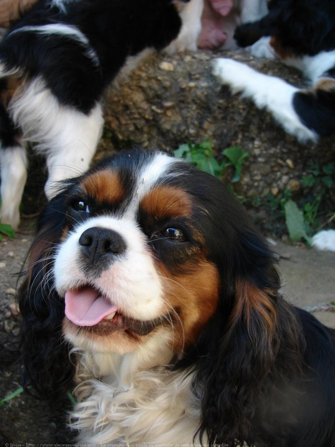 Photo de Cavalier king charles spaniel