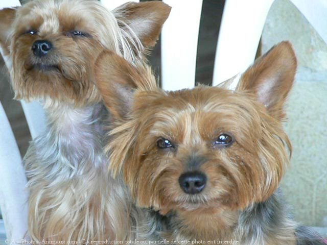 Photo de Yorkshire terrier