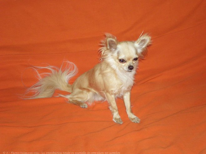 Photo de Chihuahua  poil long