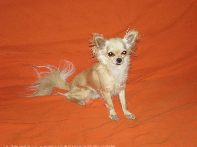 Photo de Chihuahua  poil long