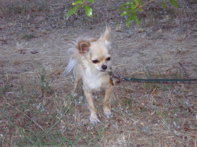 Photo de Chihuahua  poil long