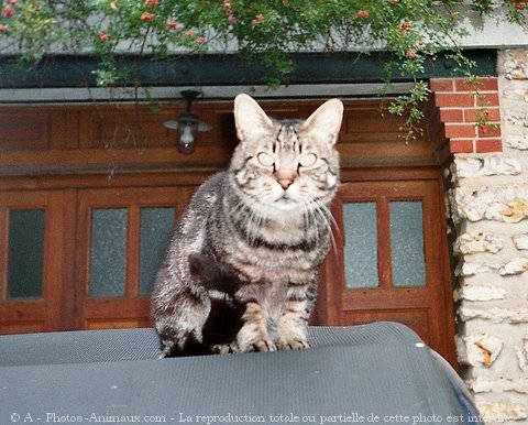 Photo de Chat domestique