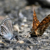 Photo de Papillon