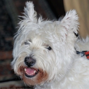 Photo de West highland white terrier