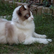 Photo de Ragdoll