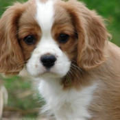 Photo de Cavalier king charles spaniel