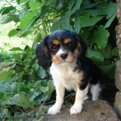 Photo de Cavalier king charles spaniel