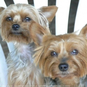 Photo de Yorkshire terrier