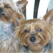 Photo de Yorkshire terrier