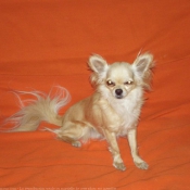 Photo de Chihuahua  poil long