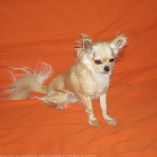 Photo de Chihuahua  poil long