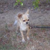 Photo de Chihuahua  poil long