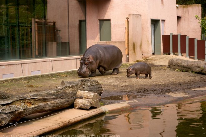 Photo de Hippopotame