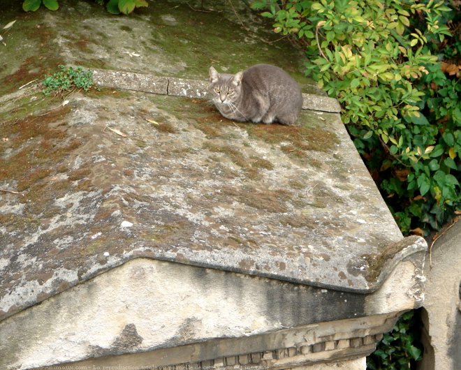 Photo de Chat domestique