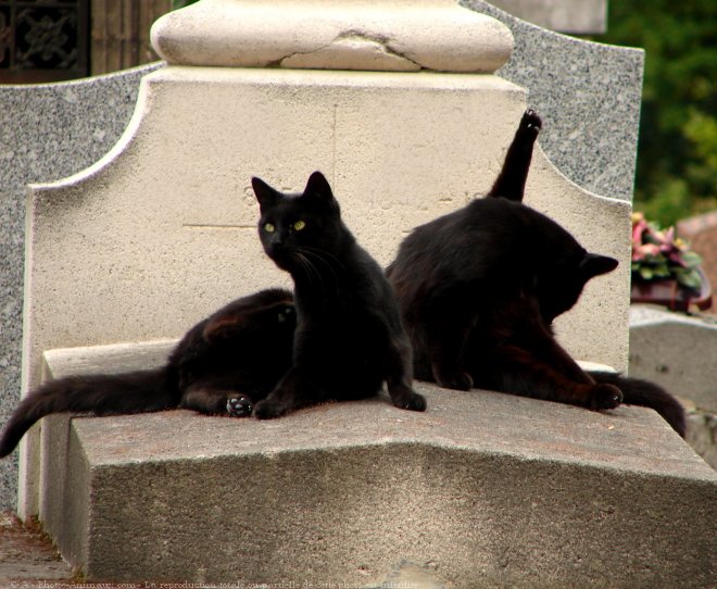 Photo de Chat domestique