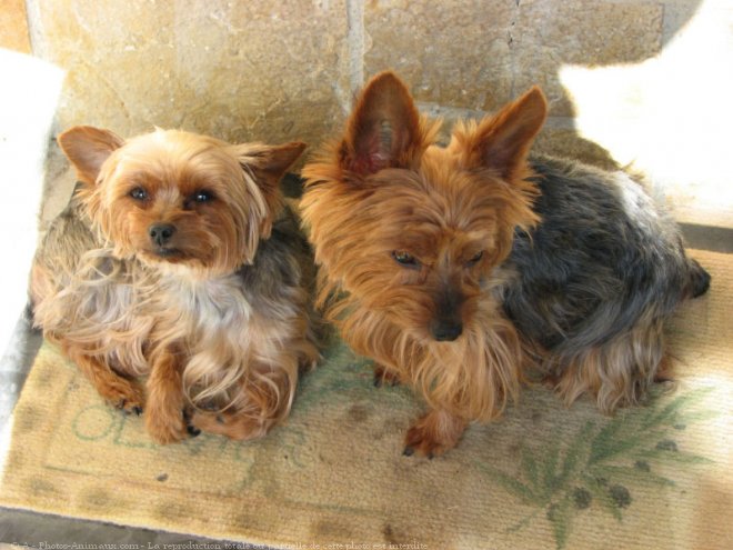 Photo de Yorkshire terrier