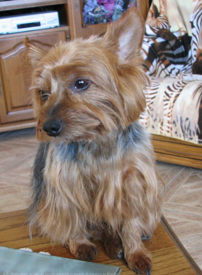 Photo de Yorkshire terrier