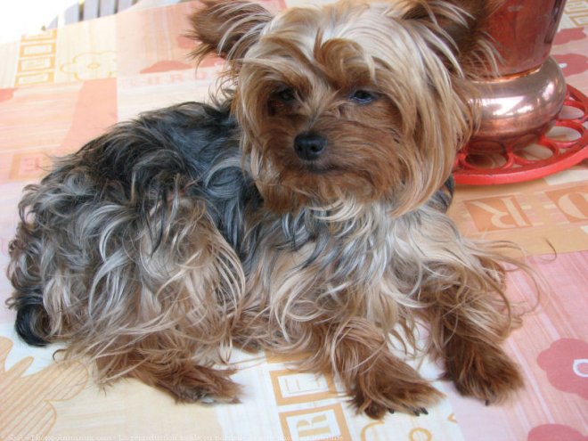 Photo de Yorkshire terrier