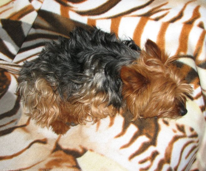 Photo de Yorkshire terrier