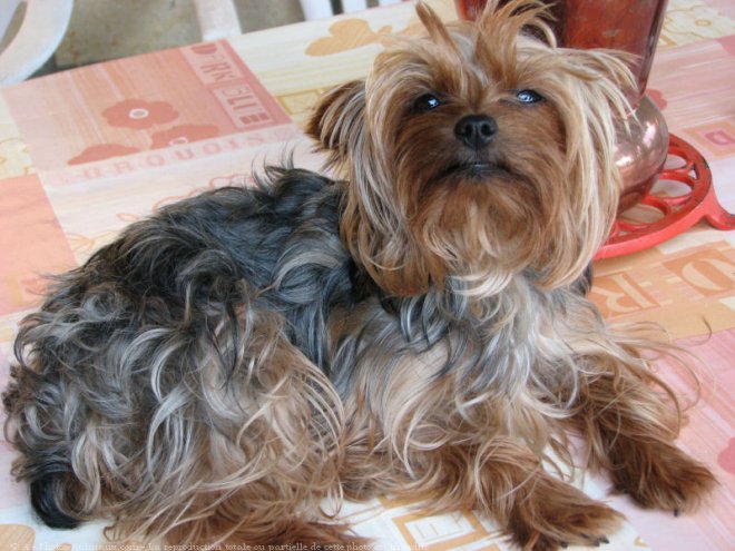 Photo de Yorkshire terrier