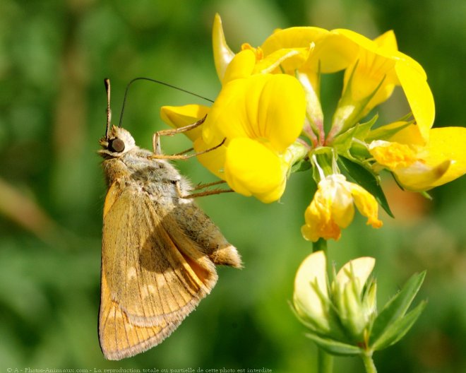 Photo de Papillon