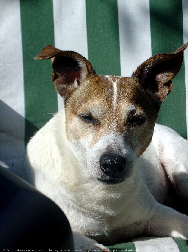 Photo de Jack russell terrier