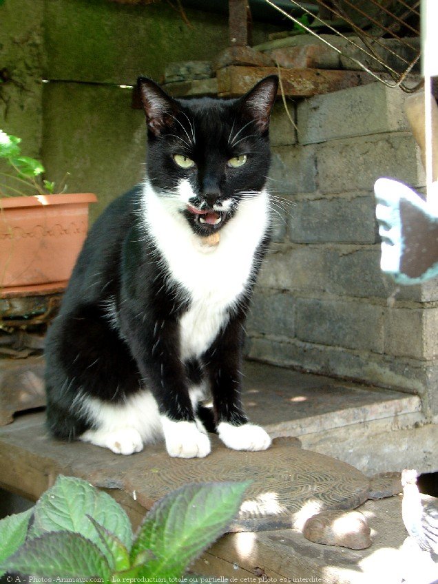 Photo de Chat domestique