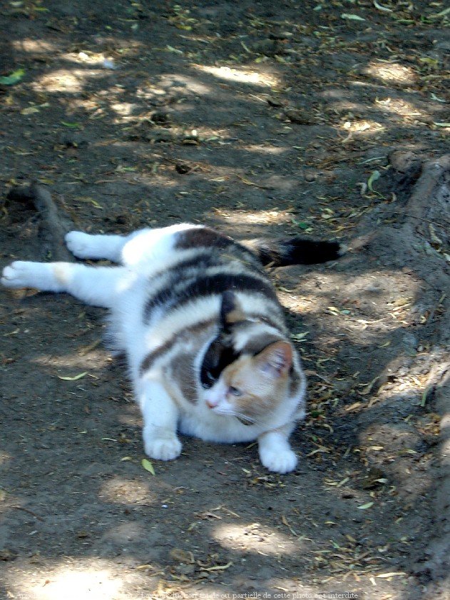 Photo de Chat domestique