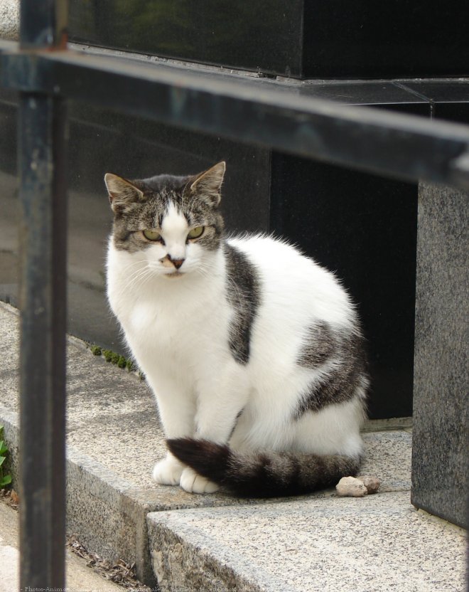 Photo de Chat domestique