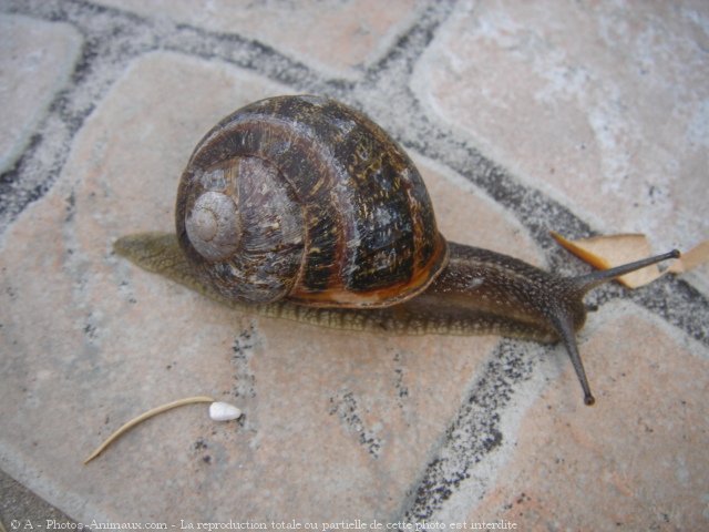 Photo d'Escargot