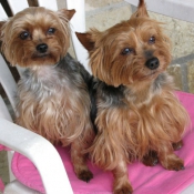 Photo de Yorkshire terrier