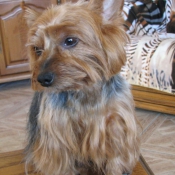 Photo de Yorkshire terrier